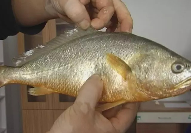 这种鱼叫白姑鱼,白姑鱼长得形状和黄花鱼非常相似,外观上难以分辨