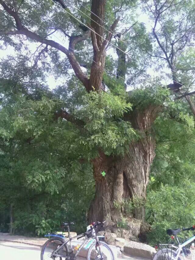 簸箕掌老槐樹魯山老槐樹燕掌油松沙河老槐樹義門老槐樹北四渠油松窪窯