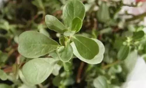 路邊常被人遺忘的這種野菜!不僅是長壽菜,還能清理腸道,治療皮膚病