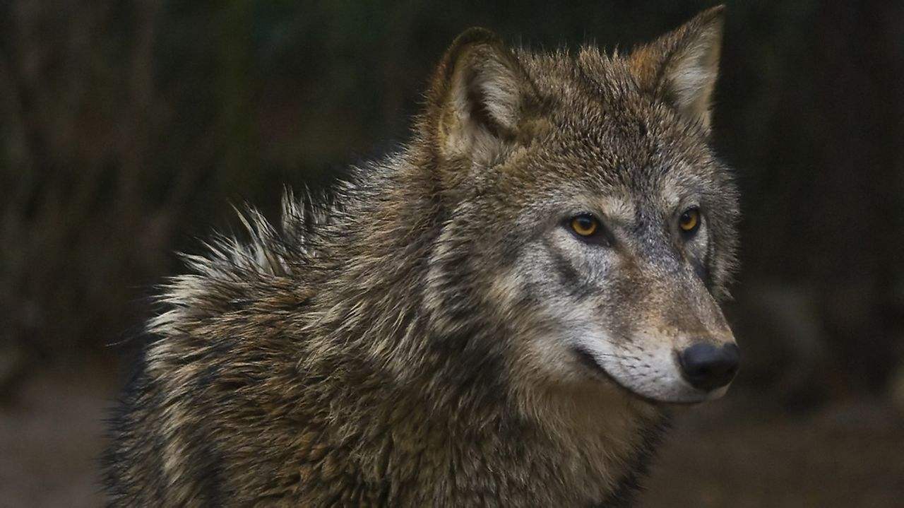 猎人冒死救下独眼狼,2年后却遭狼追杀
