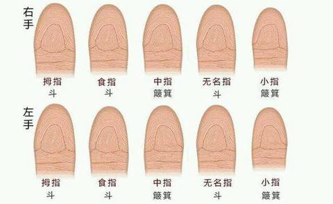 手指3簸箕手指上有10个簸箕的人,可谓男龙女凤,因为簸箕是开口的指纹