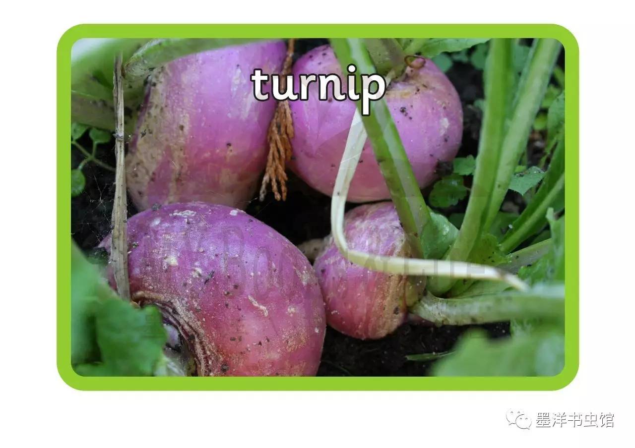萝卜turnip番薯sweet potato小洋白菜brussels sprout葱spring onion