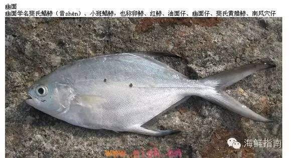 常見海水魚類圖譜大全