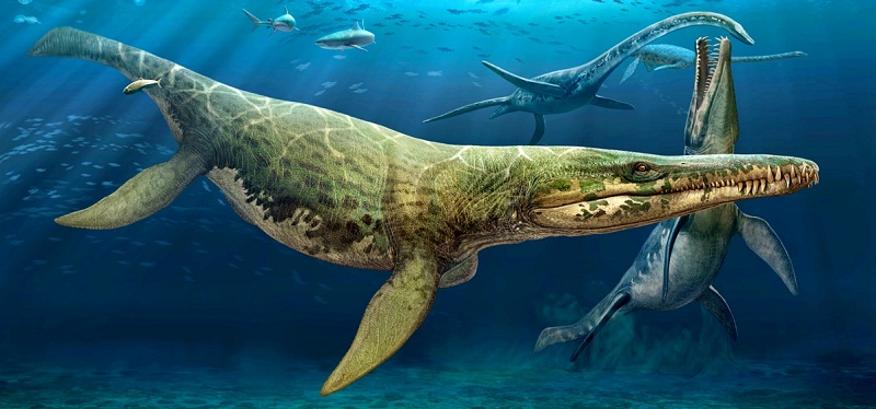 恐龙时代的海洋霸主被发现,单头骨就长15米!