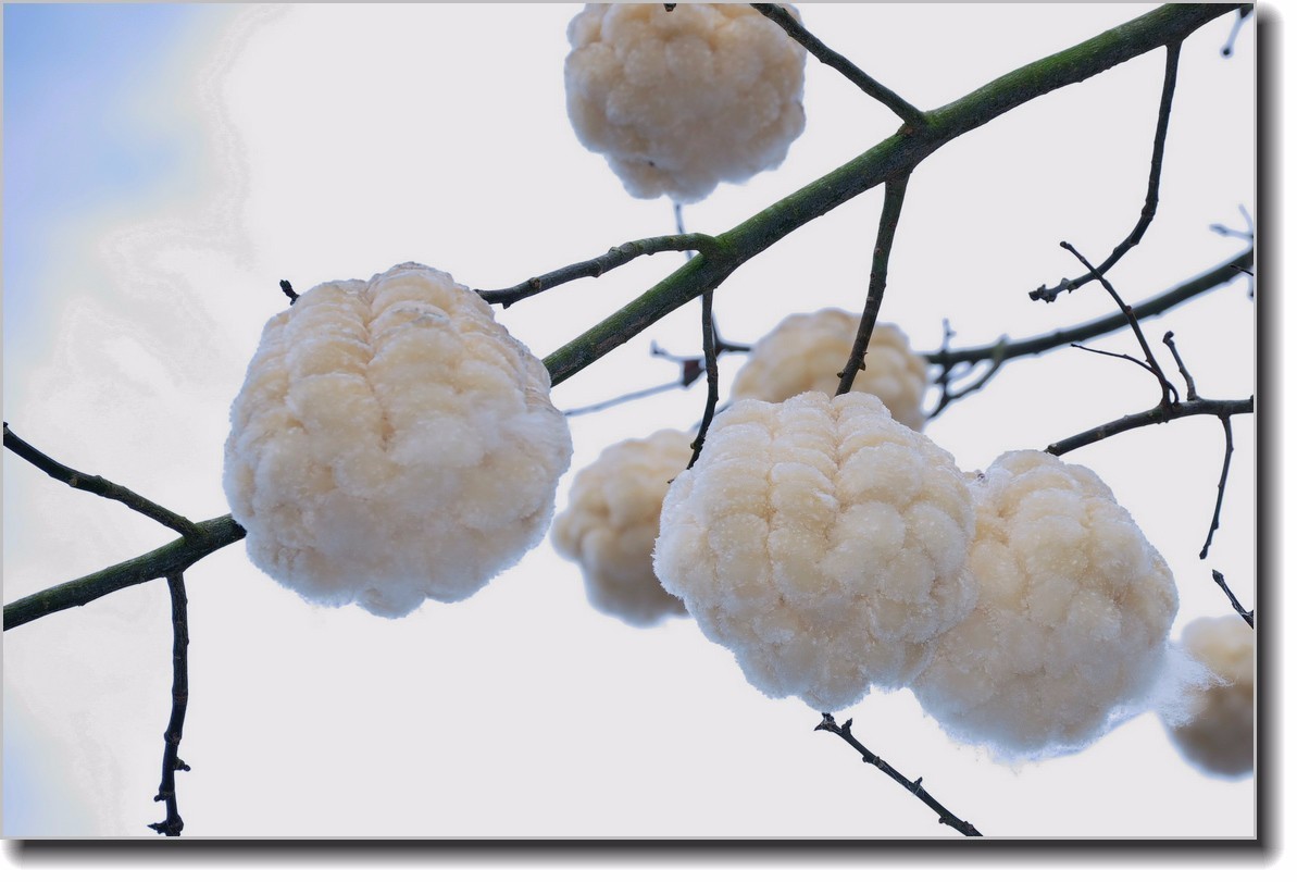 白色木棉花花期图片