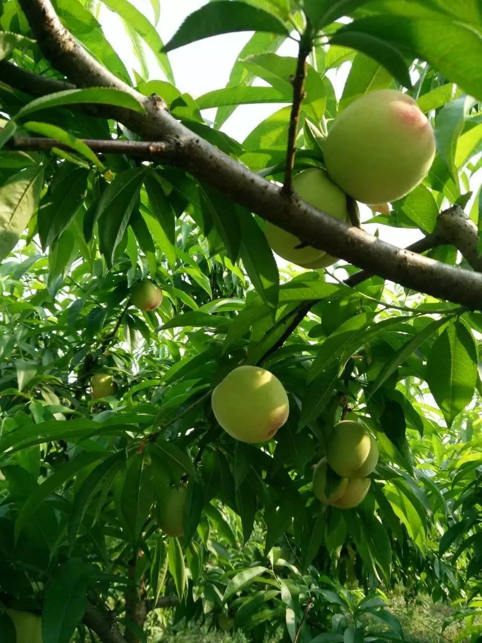 的活動,泡好了黃豆,蒸好了糯米,等您來體驗下自己推豆花打餈粑的感覺