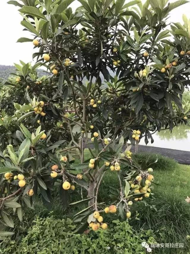 晒足了久久的阳光树上结出一个个沉甸甸的果实这些天78山川湖海,吃