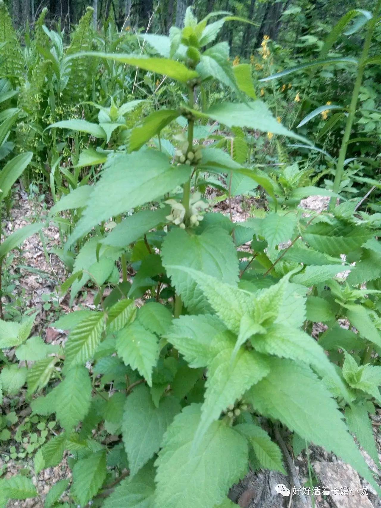 白花菜,也叫山芝麻,很好吃的山野菜,但一般人還真就不認識.