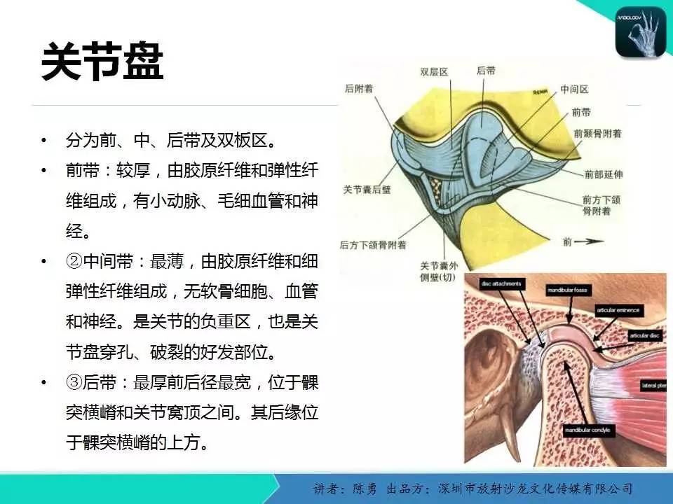 关节盘和关节唇结构图图片