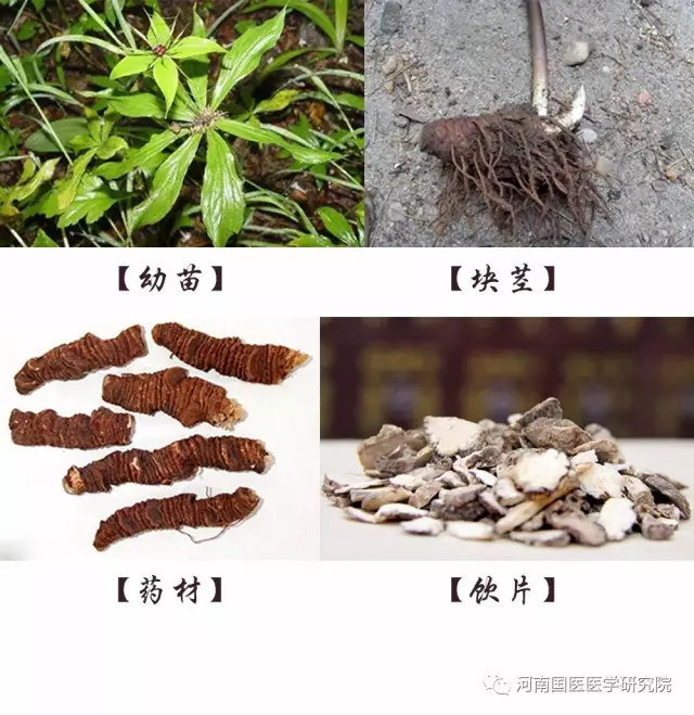 一味中草药—蚤休, 豫见国医