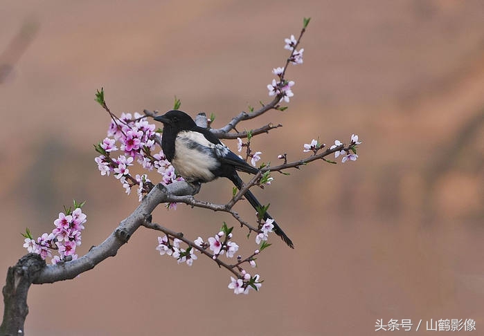 摄影欣赏:喜鹊