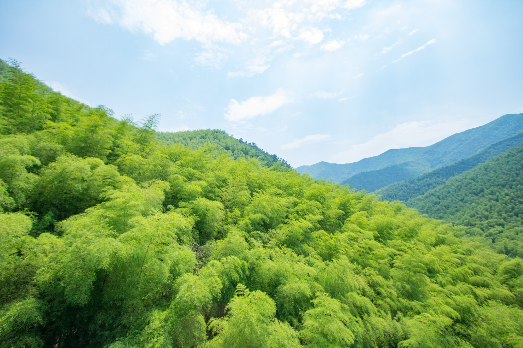 南山竹海翠竹环绕吴越高峰上一览众山小