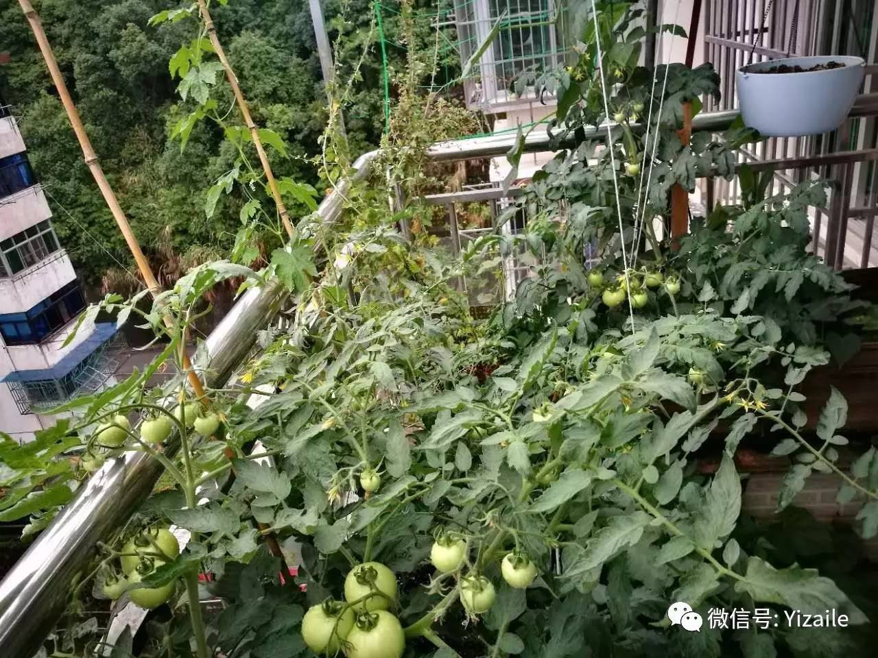 一問一答黃瓜畸形瓜番茄雨後蔫萎毛豆倒伏配圖有蟲子慎點