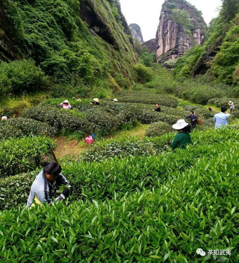 武夷岩茶|茶焙完,再等等