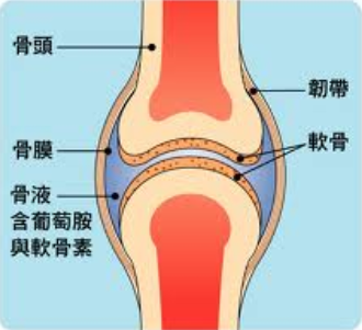 什么是骨关节怎么保养骨关节