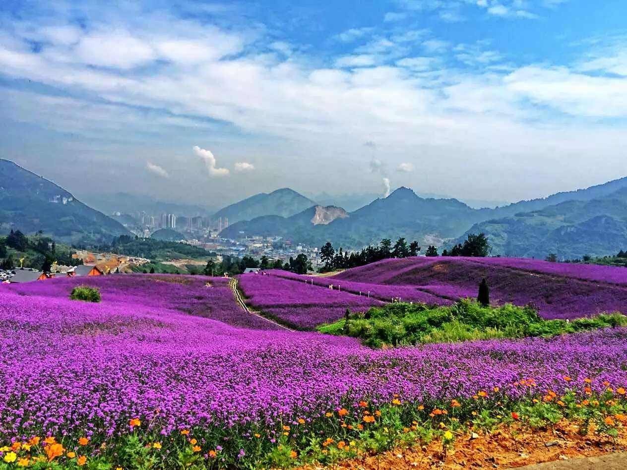 长寿紫耘花海景区图片
