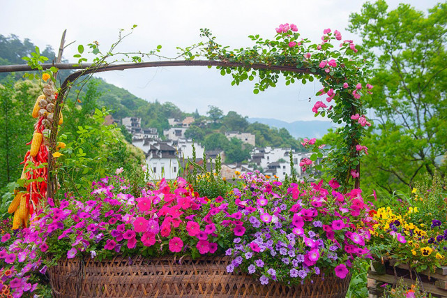 脚步哨村鲜花小镇图片