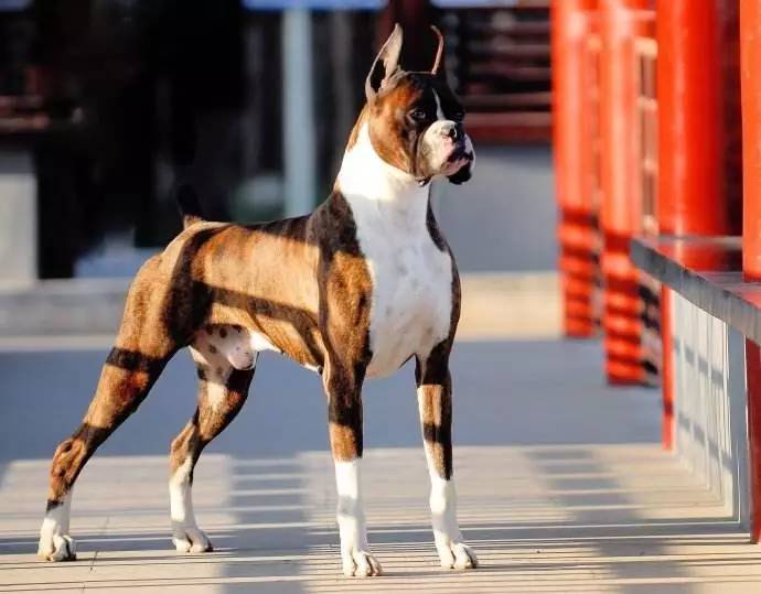 世界十大警犬,最威猛的竟然是它