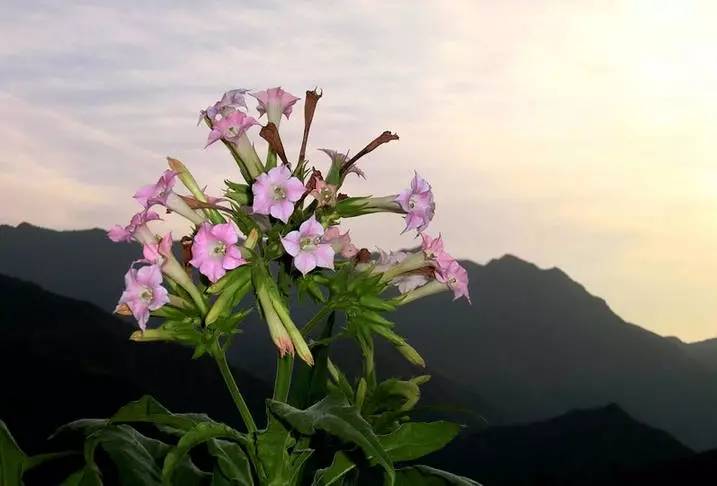 菸草屬大約有60多種,但真正用於製造捲菸和菸絲的,基本只有紅花菸草