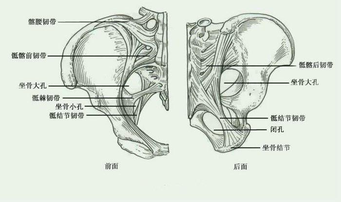 界线:由骶骨岬,弓状线,耻骨梳,耻骨结节,耻骨联合上缘构成的环形线