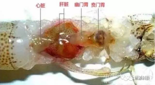 魚,蝦,蟹,小龍蝦及鱉解剖圖收藏貼