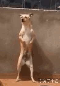 一只黄狗跳舞的表情包图片