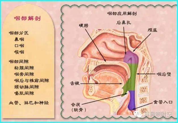 后咽壁图片图片