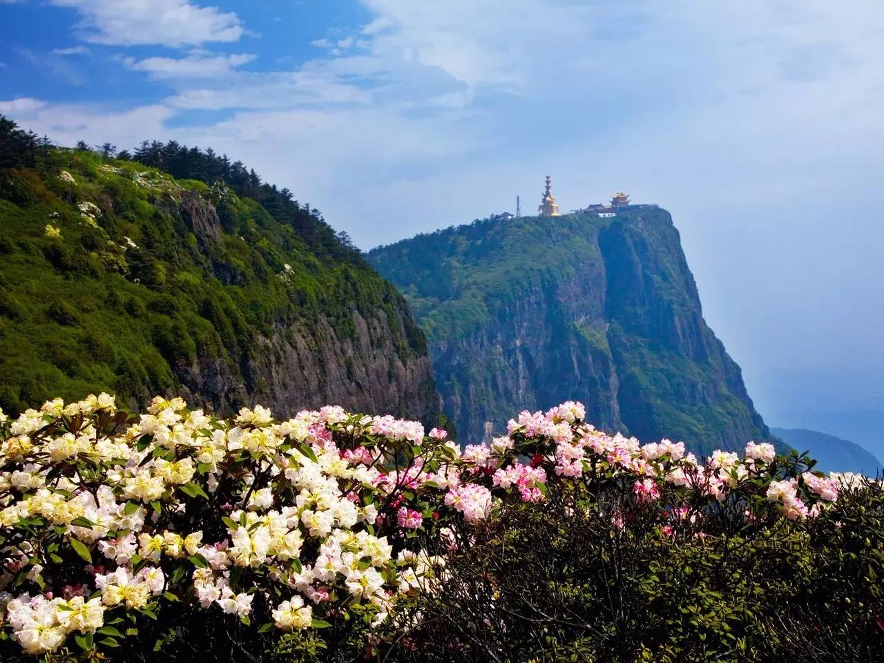 高山杜鹃已盛装装扮峨眉山,正是峨眉山杜鹃花开得最灿烂之时!