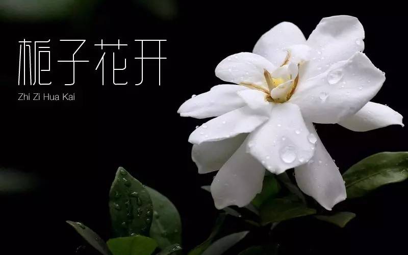 栀子花开字体设计图片