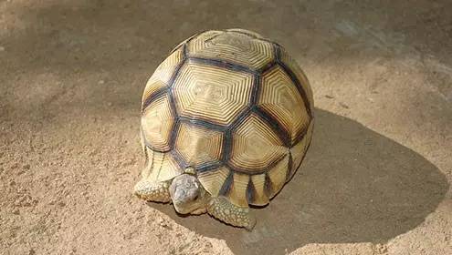安哥拉陆龟图片图片