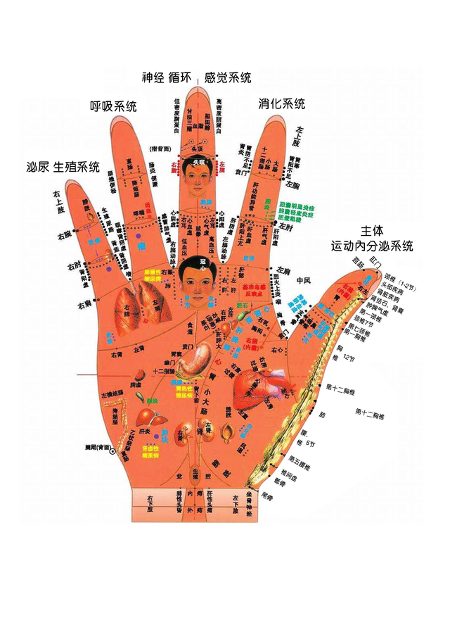 手掌解剖结构图图片