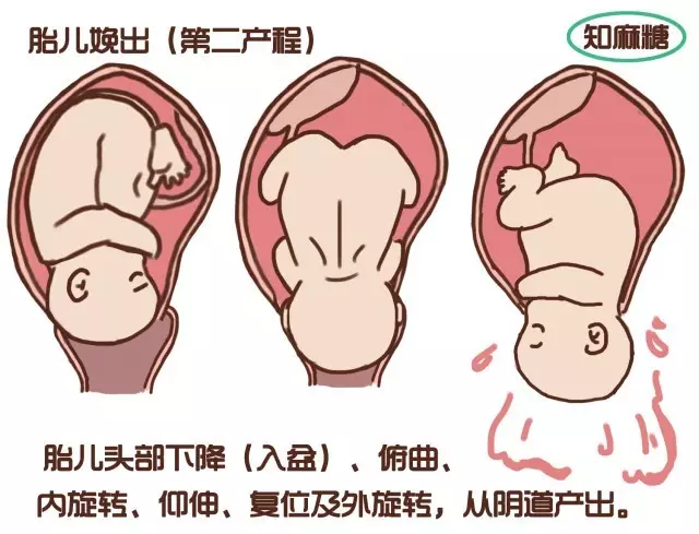 女人生宝宝部位 生育图片