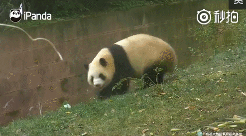 征服全世界男神女神的大熊猫!看完它们的日常好想抱住bia叽亲一口