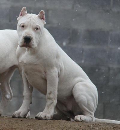 阿根廷杜高犬介绍杜高犬训练