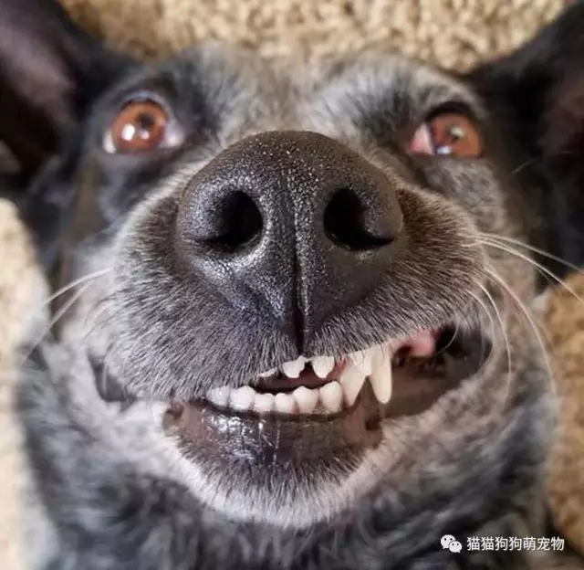 驴龇牙咧嘴的照片图片