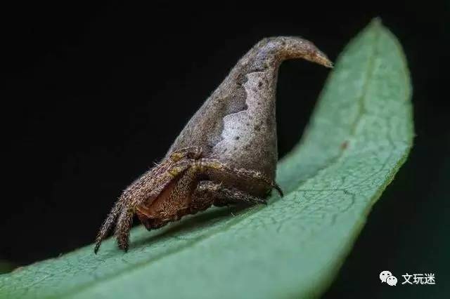 它代表一組原始類似蠕蟲的生物,是最早期的兩側對稱生物,兩側對稱生物