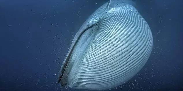 科学家研究发现气候变化是导致蓝鲸体型变异的原因