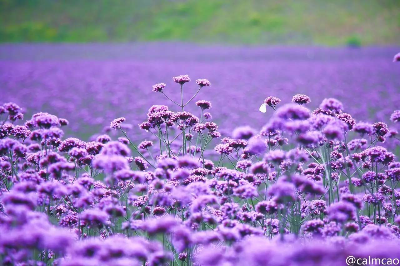 紫色花海古风图片