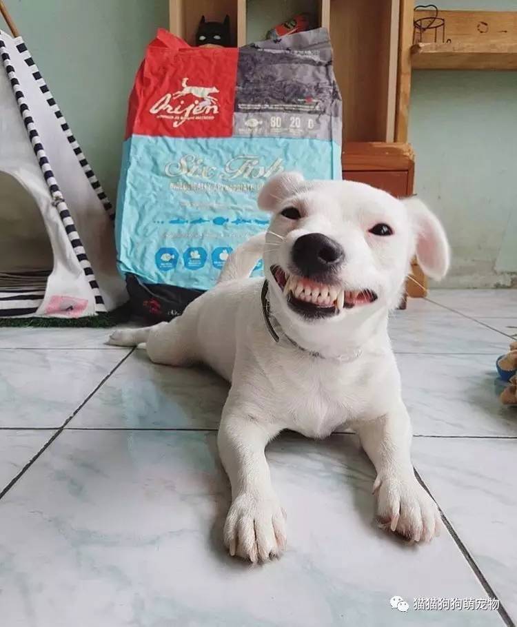 狗龇牙生气图片