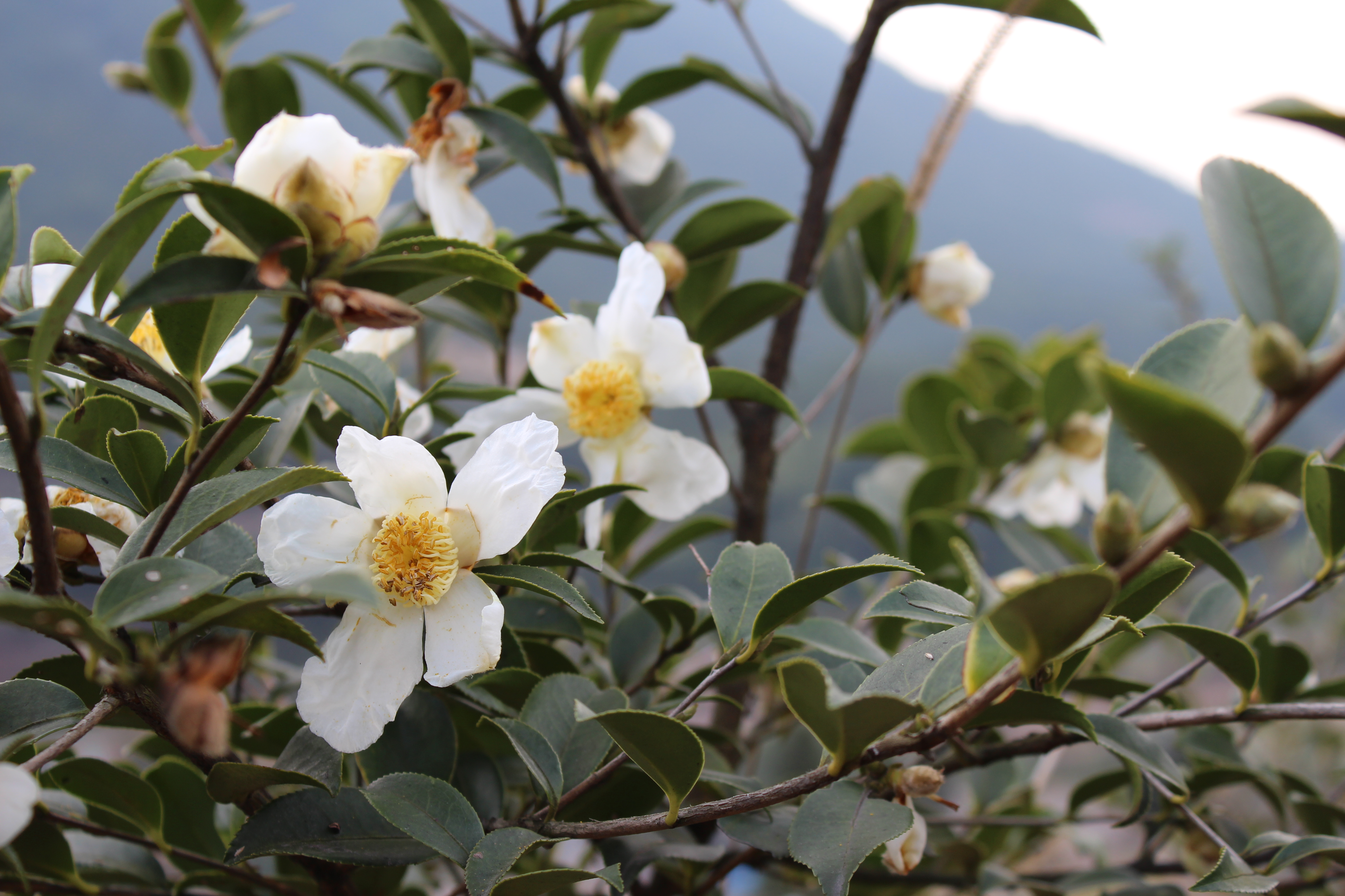 三本山茶油 六年的等待