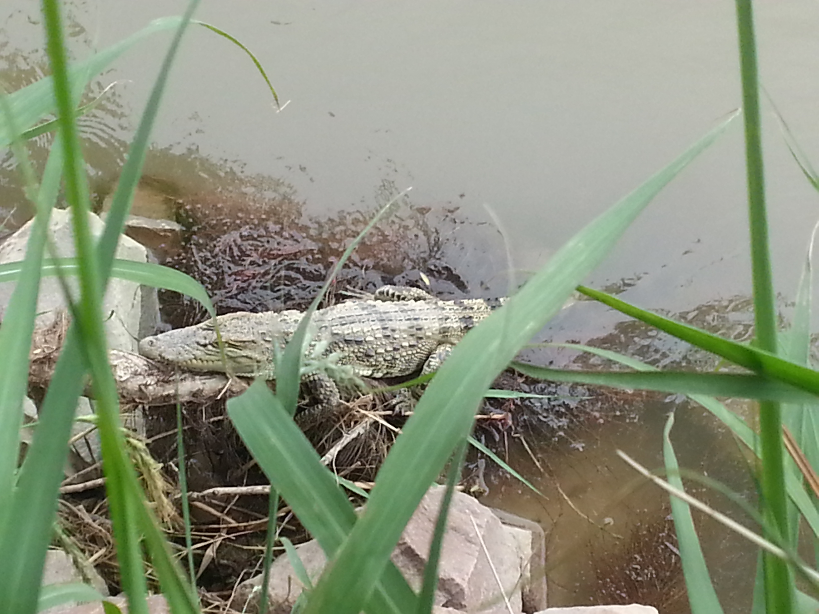 小心郑州黄河岸边出现鳄鱼