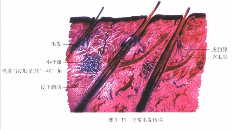 毛分毳毛,毫毛和硬毛,也称终毛.毳毛就是汗毛.毫毛如眉毛,睫毛等.