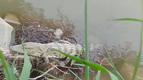 小心郑州黄河岸边出现鳄鱼