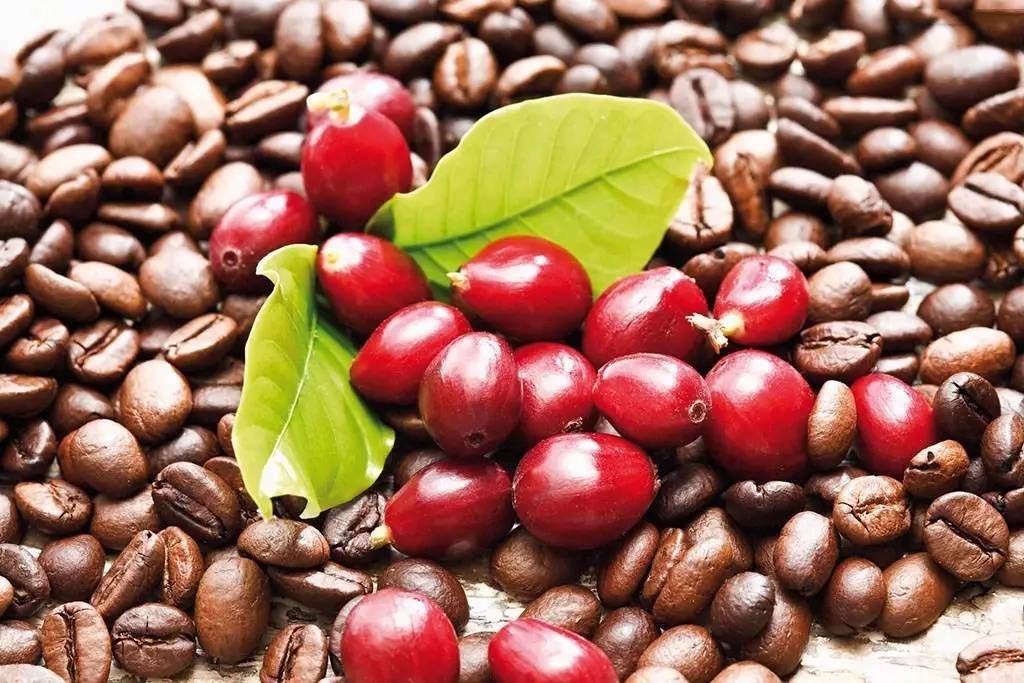 的种子,咖啡樱桃是一种红红小小圆圆的果实,果肉又薄又甜,而咖啡豆则