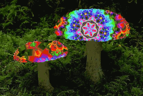 动态蘑菇壁纸图片