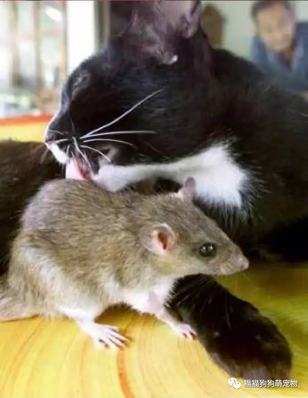 猫和老鼠相亲相爱图片图片