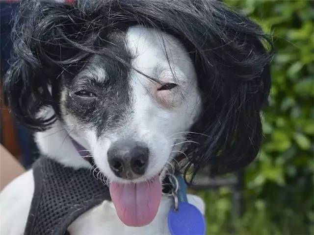 特朗普发型的狗图片