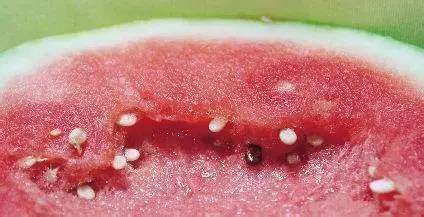 白籽西瓜是咋回事?真是被催熟的?听听专家怎么说