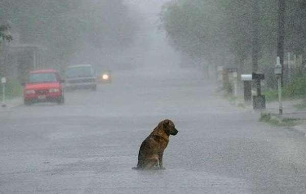 雨中的流浪狗图片图片
