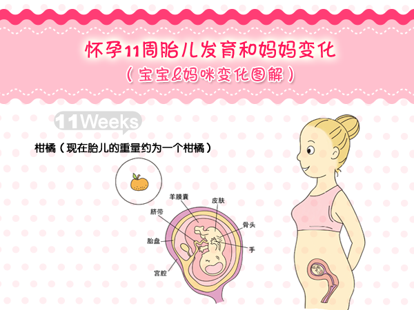 这周你的孕期反应没那么强烈了,小宝宝已经在你的子宫内开始做吸吮